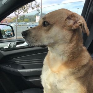 Meet your Posher, Dylan